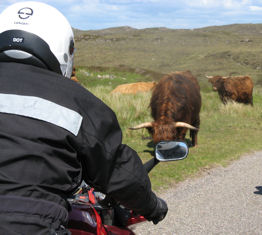 We pass the Steer, carefully.