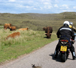 Not what you want to see in the middle of a road - a big horned STEER!