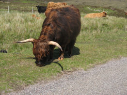 Steer grazing on the side of the road, as we ride by