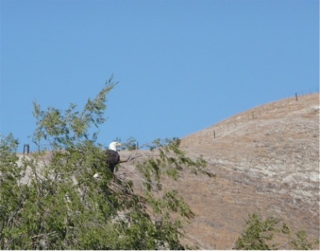 NorthStar Moto Tours - Bald Eagle